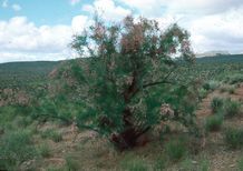 Saltcedar plant